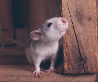 Rat standing on a wooden surface next to a wooden beam
