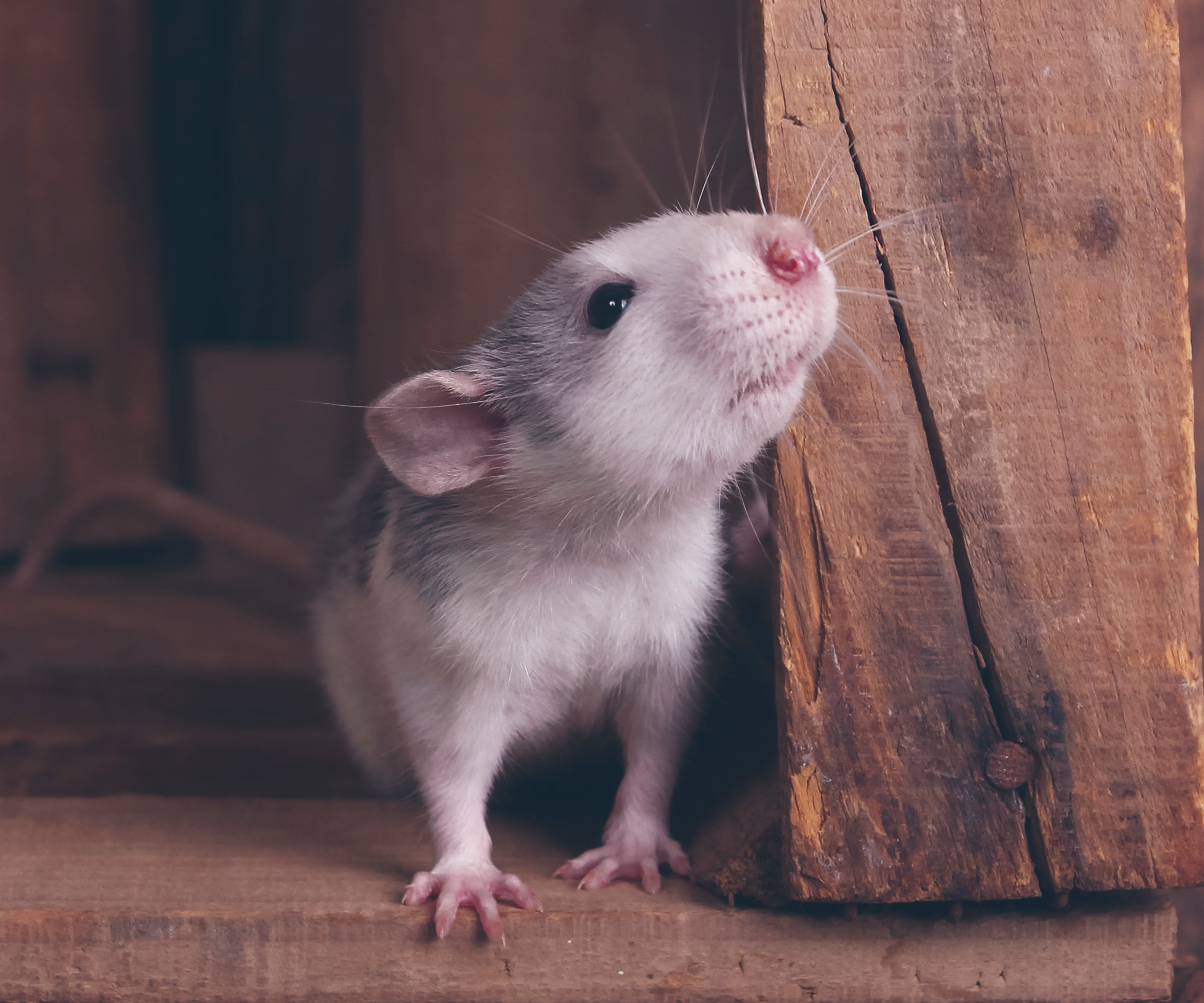 Rat standing on a wooden surface next to a wooden beam