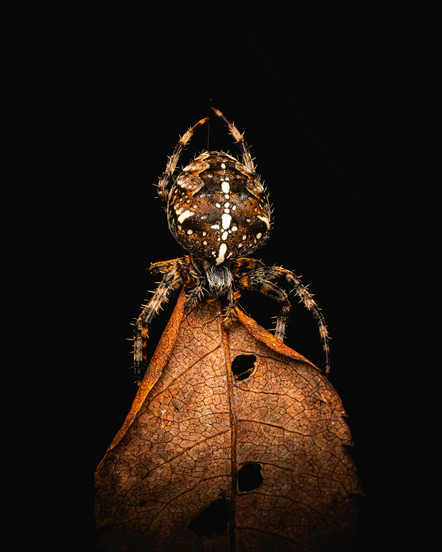 A brown spider with white spots sits atop a dry, veined leaf against a black background