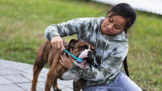 Woman brushing her dog&#039;s teeth