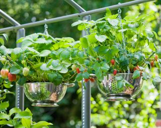 Hanging strawberry plants in colanders