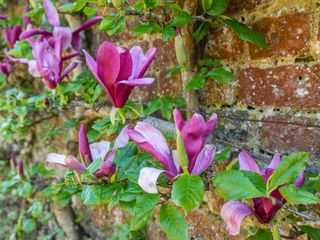 pink Mulan magnolia tree espalier