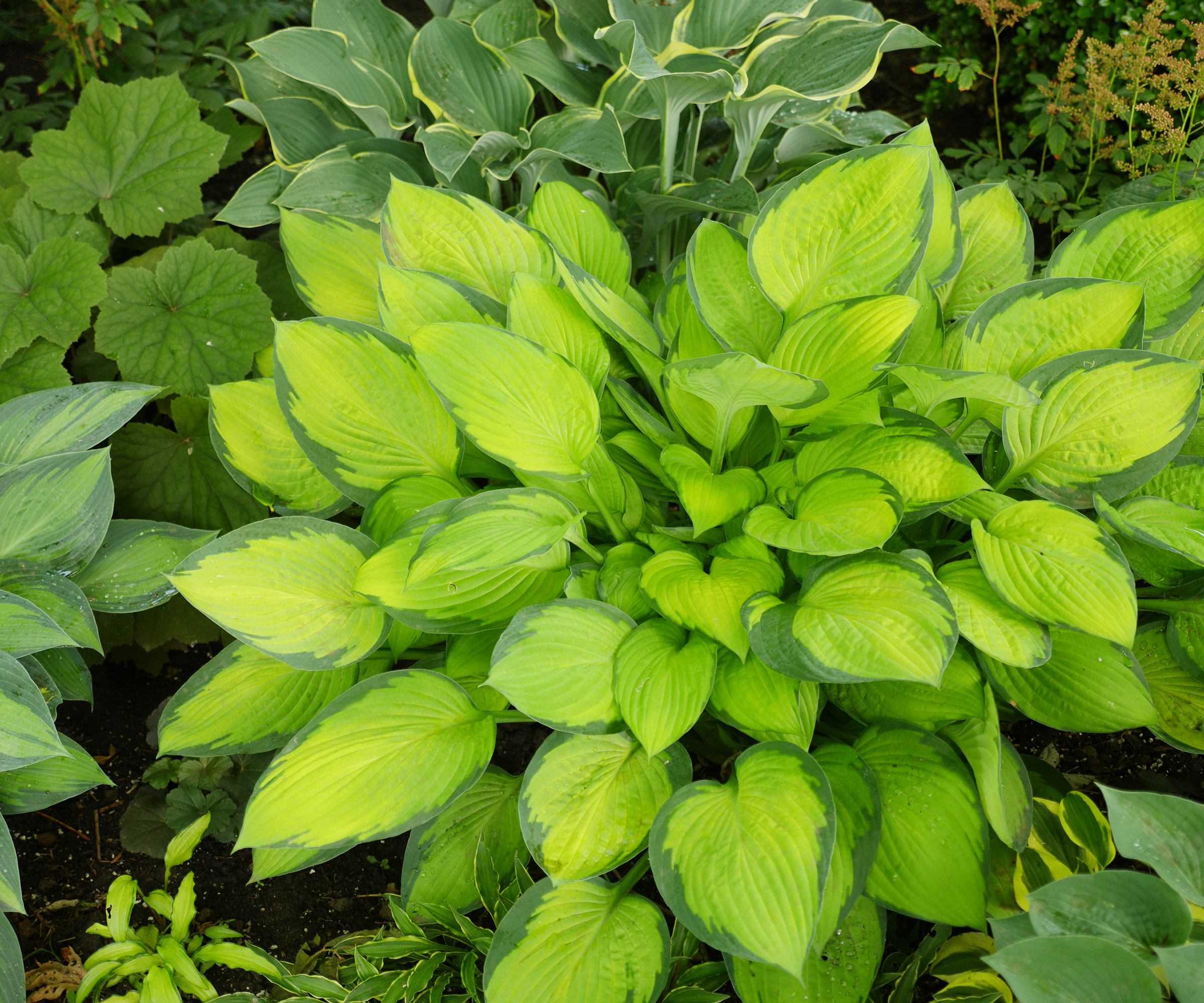 hosta plants with bright green leaves