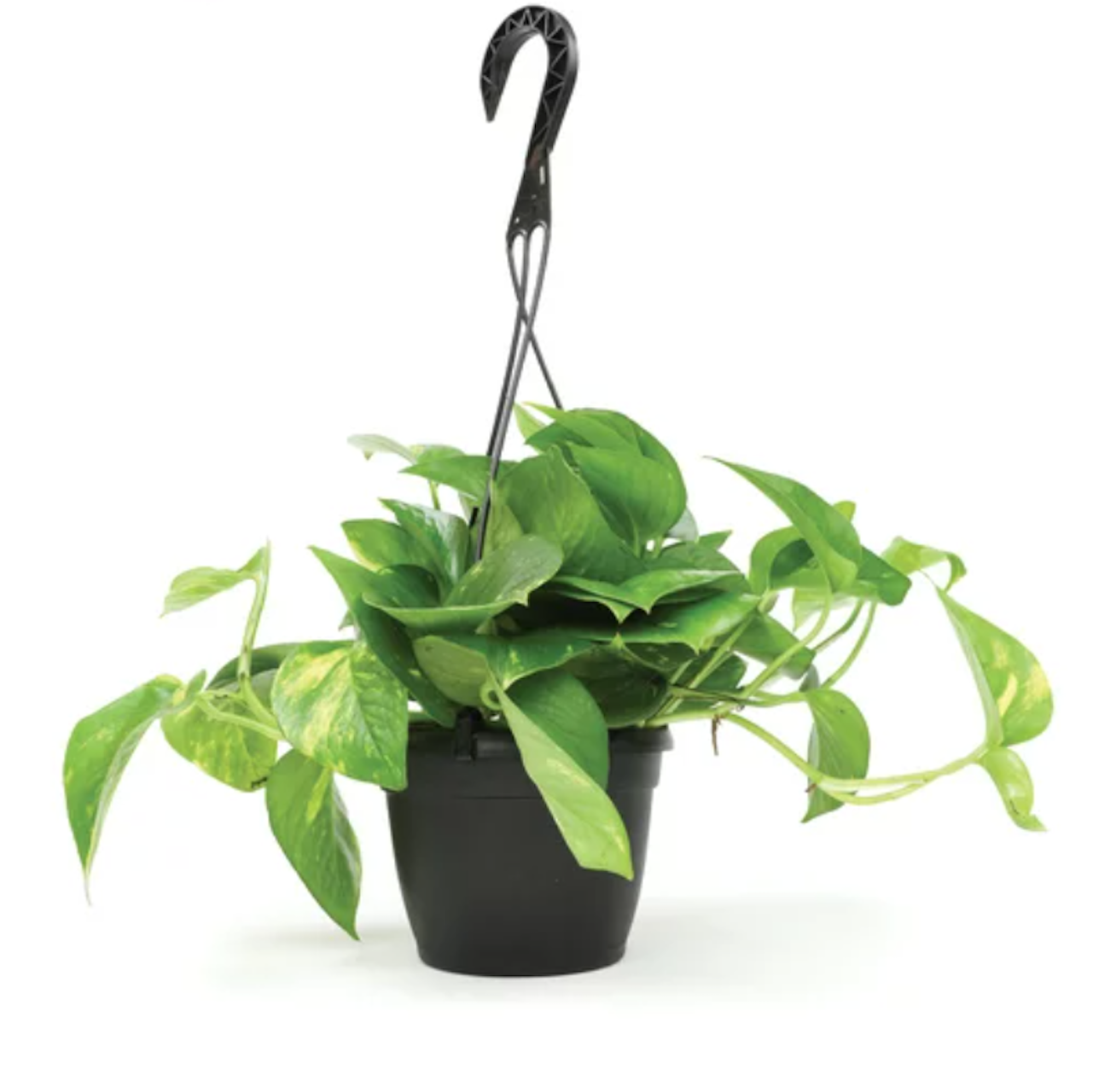 Keranjang gantung Elemen Pothos