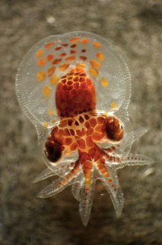 Octopus larvae don’t like farms.