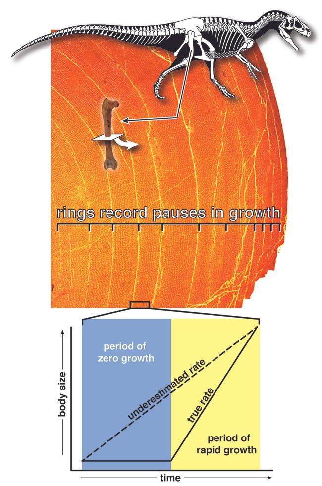 Were Dinosaurs WarmBlooded? New Study Fuels Debate Live Science