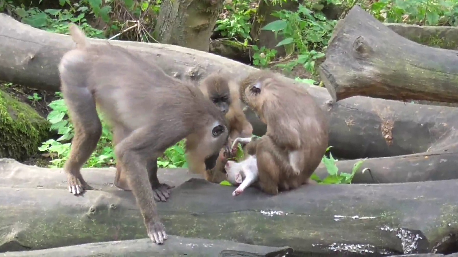 A group of drill monkey gather around a dead infant