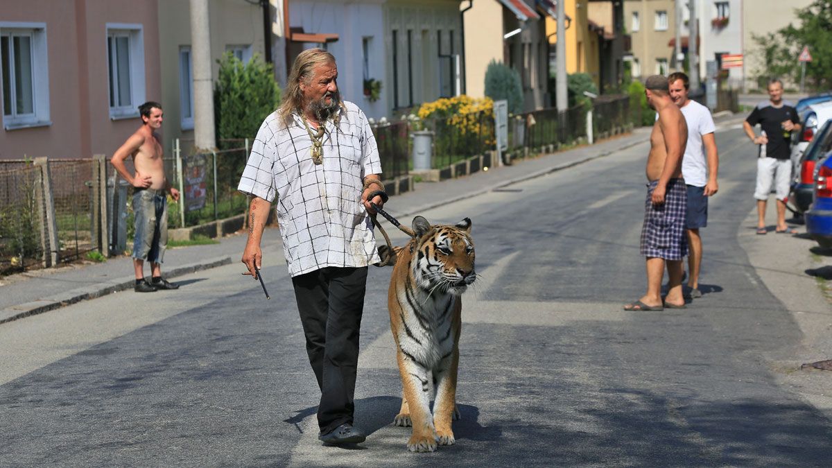 Tiger
