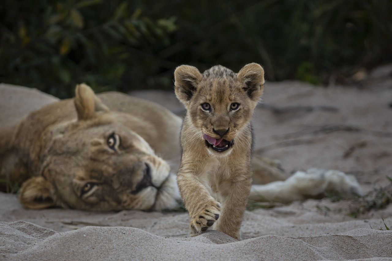 ©Gerald Hinde, Wildlife Photographer of the Year.