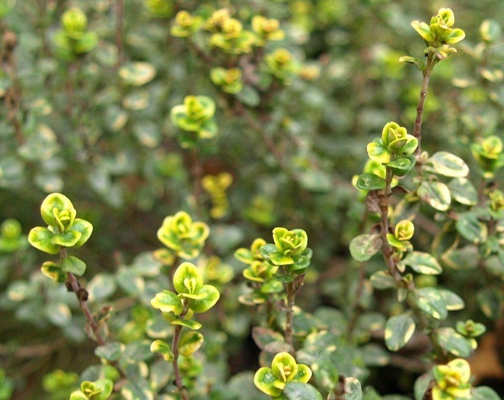 Lemon Thyme Plant