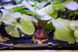 This up-close photo shows a radish grown to perfection. These radishes serve as a control crop for the radishes currently being grown as part of the Plant Habitat-02 (PH-02) experiment in the microgravity environment onboard the International Space Station. This crop of radishes was grown in the Advanced Plant Habitat inside the Space Station Processing Facility at NASA's Kennedy Space Center in Florida.