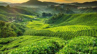 The Cameron Highlands in Pahang, Malaysia