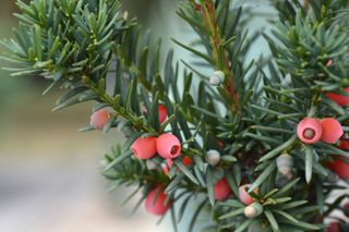 Hicks Hybrid Yew