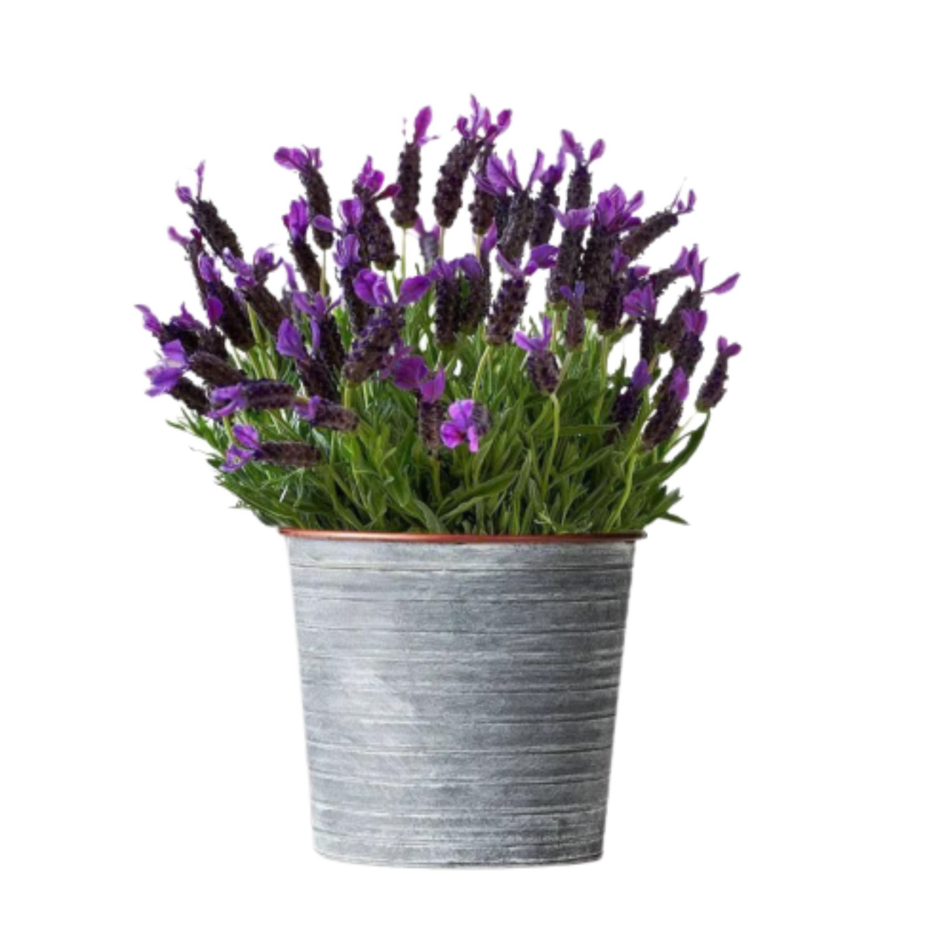 Houseplants that help with sleep cut out