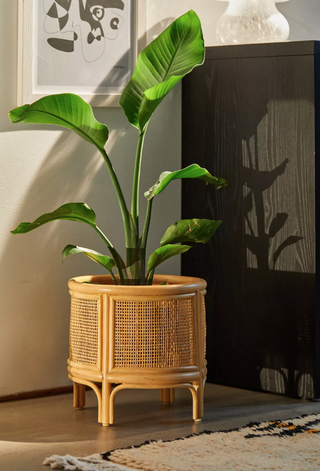 rattan plant pot standing with a plant inside