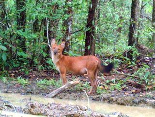 Camera trap photo of a dhole.