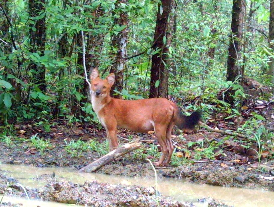 Camera trap photo of a dhole.