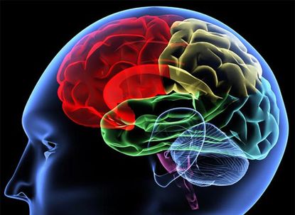 colorful image of the human brain