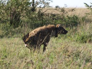 A hyena depositing paste on grass, to communicate with its peers. Hyenas' chemical signals are produced by bacteria. 