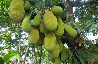 Young jackfruit in a tree