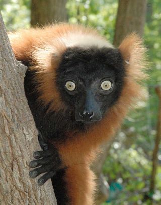 A red-ruffed lemur