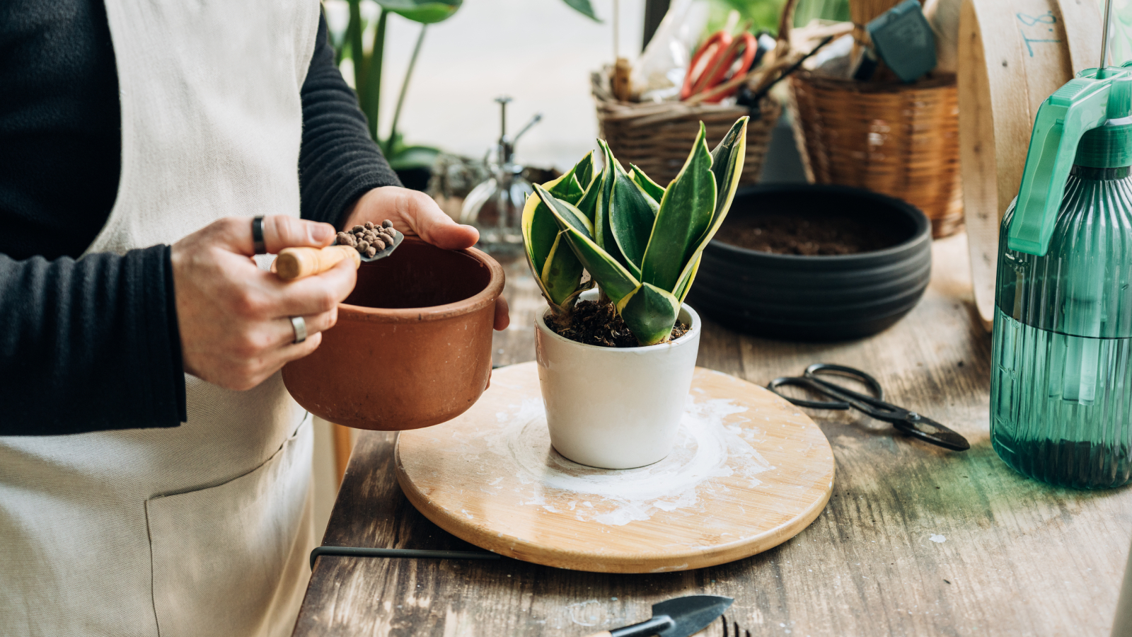 Man fertilizing potted snake plant