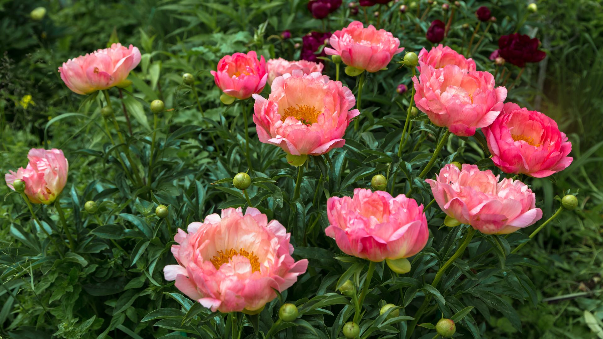 picture of hawaiian pink peony bush in garden