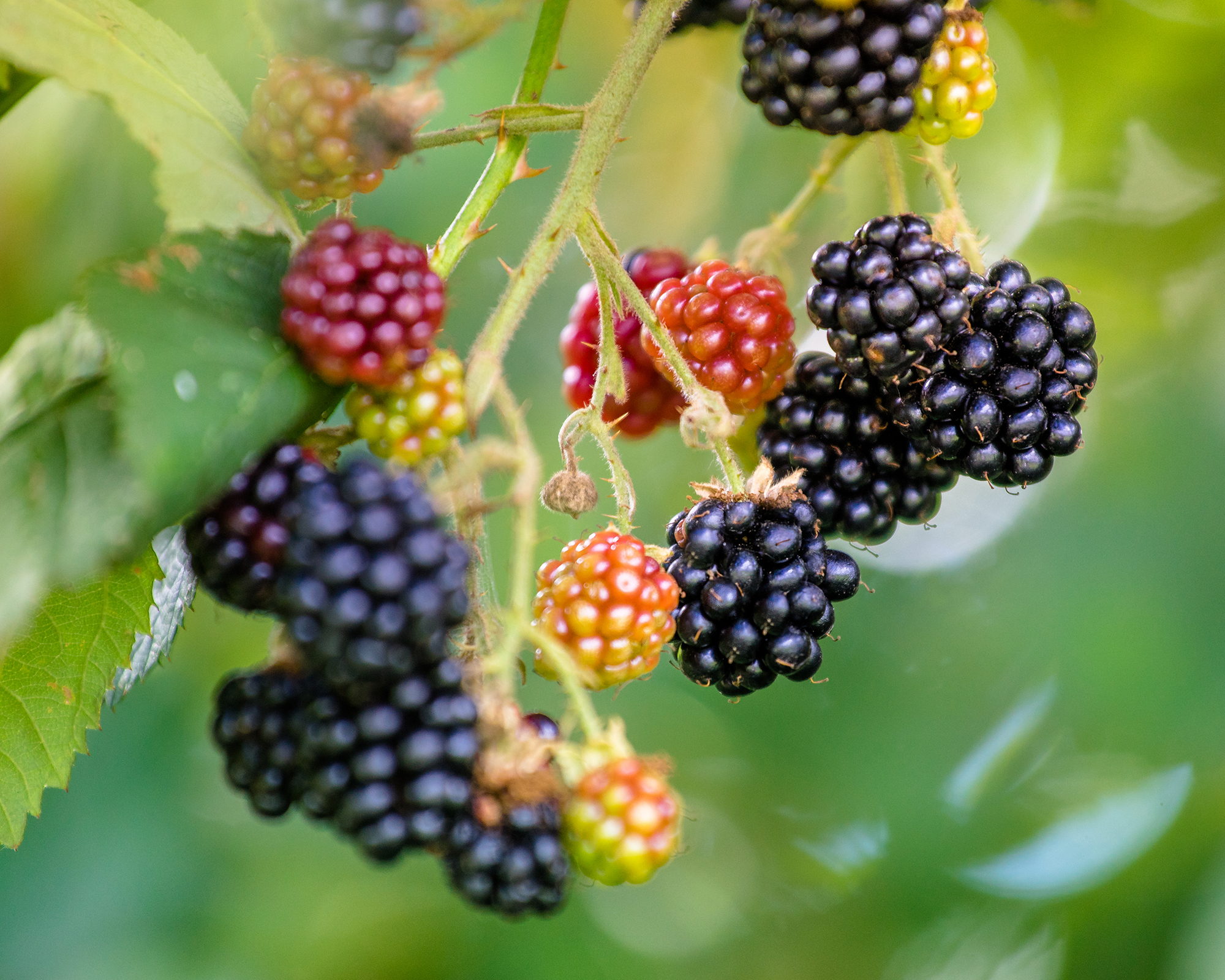 Blackberry fruits on bush