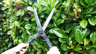 Garden shears cutting green bush