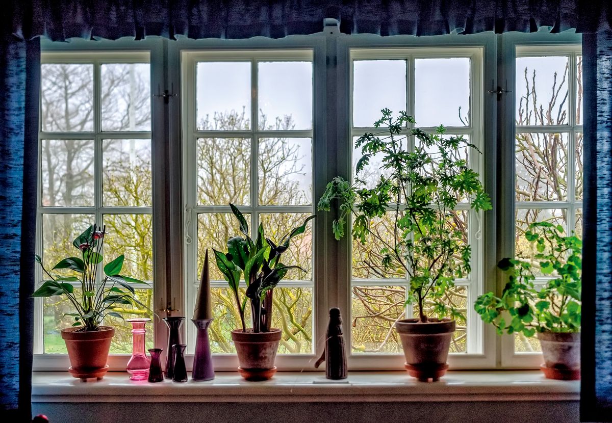 fiddle leaf fig tree live Fiddle Leaf Fig Tree for Sale