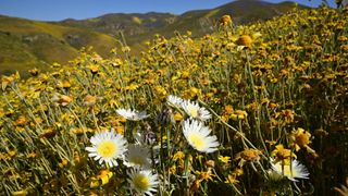 A variety of wildflowers are seen April 26, 2023 at Carrizo Plain National Monument near Santa Margarita
