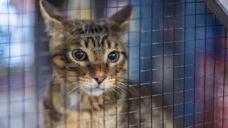 Cat looking at of cage