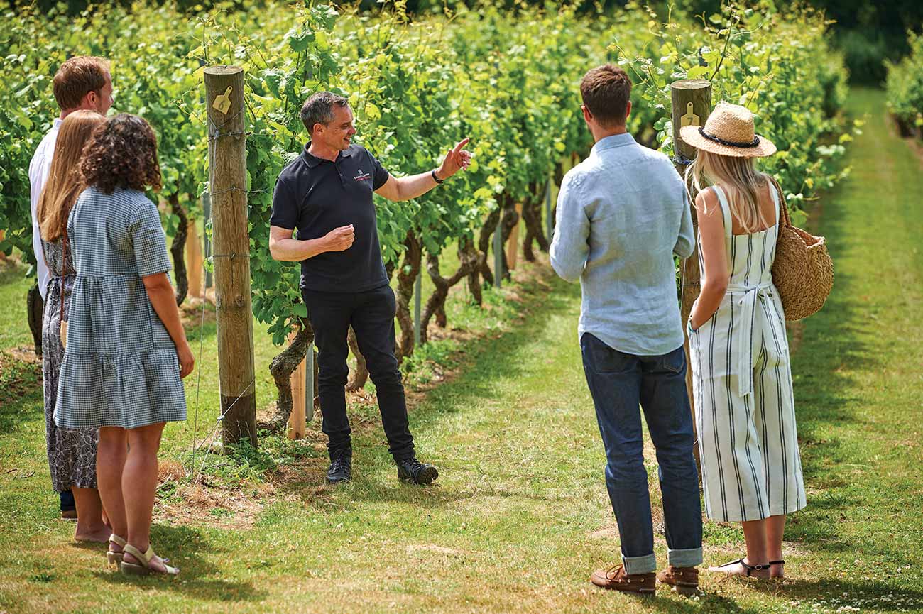 Vineyard tour at Chapel Down