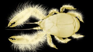 Reconstruction of a Yeti crab with hairy claws and an egg-shaped body.