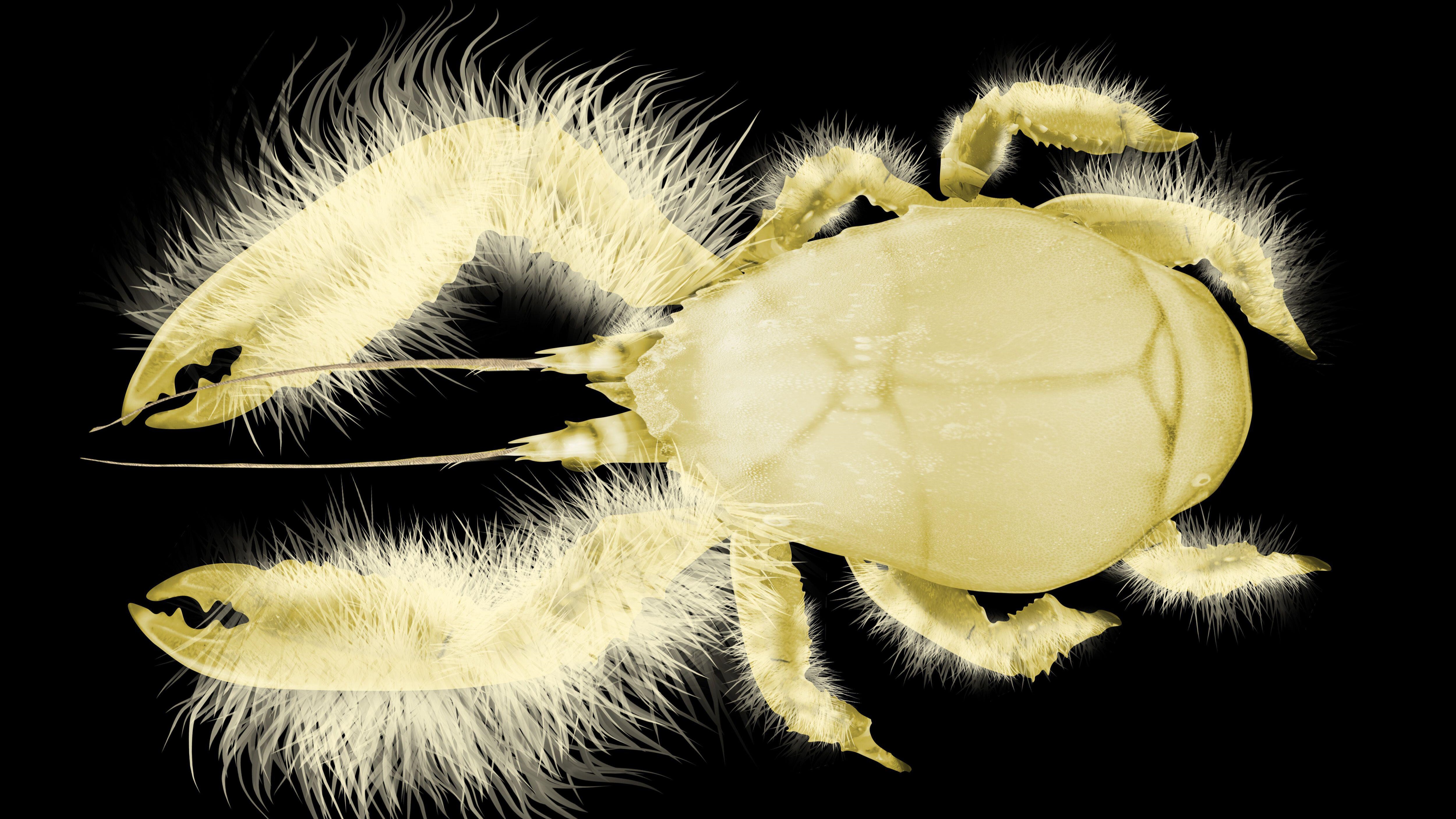 網頁設計 Reconstruction of a Yeti crab with hairy claws and an egg-shaped body.