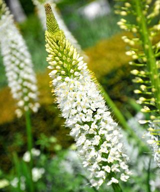 white Eremurus (Foxtail Lily) flowers