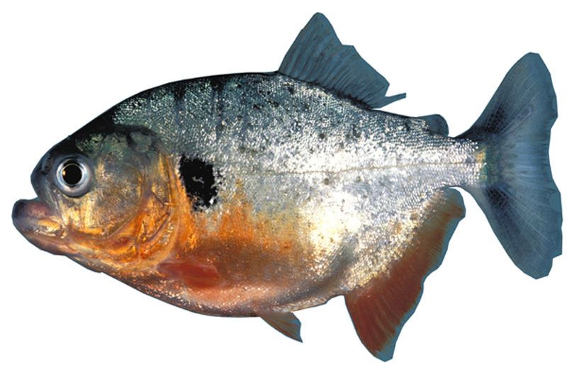 red-bellied piranha