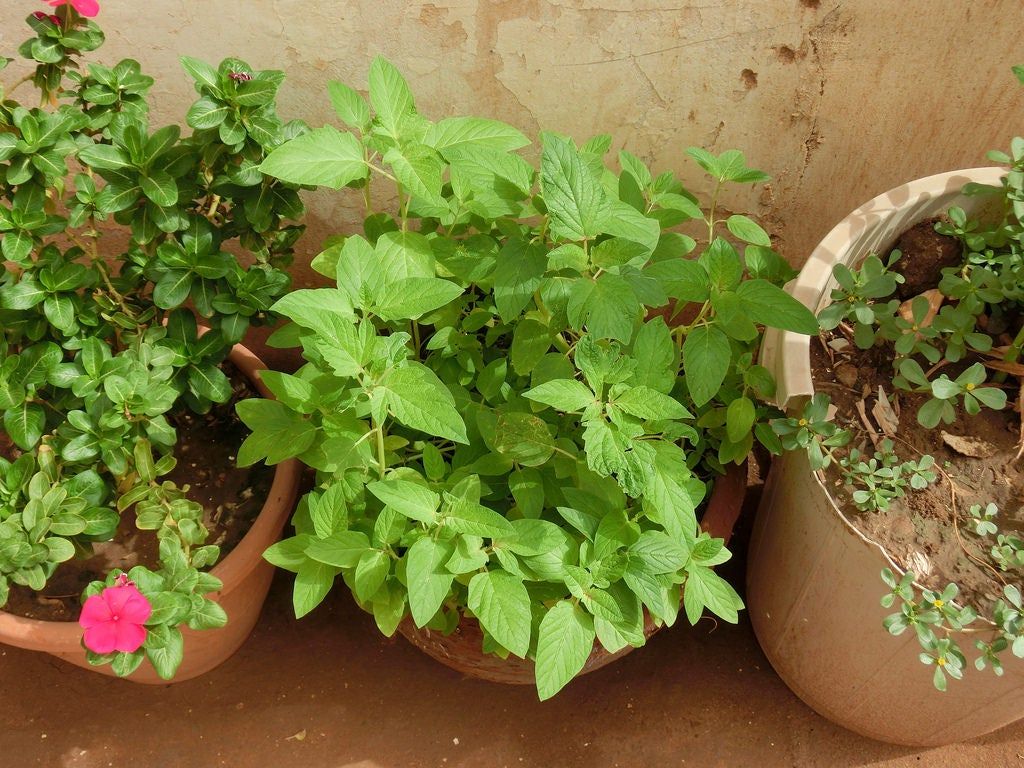 Can You Grow Sesame In Containers Tips For Planting Sesame In Pots Gardening Know How