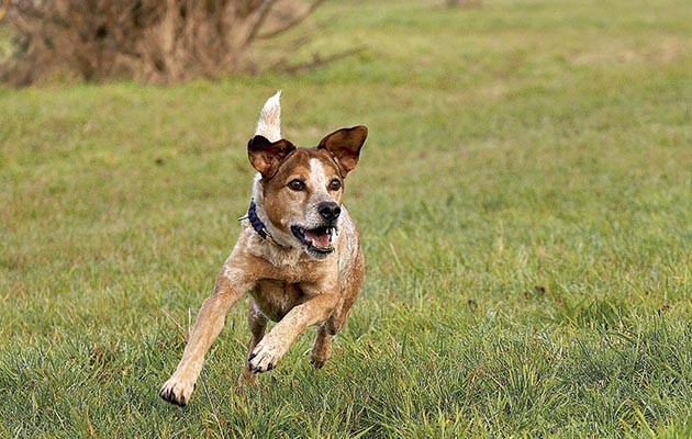 Dog-01.jpg