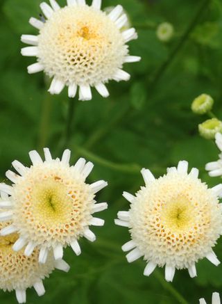 how to grow chrysanthemums: Feverfew Selma Star