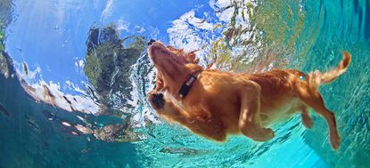 Underwater photo of golden labrador retriever puppy in outdoor swimming pool play with fun - jumping and diving deep down. Activities and games with family pets and popular dog on summer holiday.