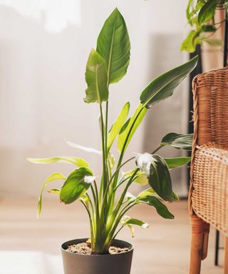 Strelitzia nicolai in a pot indoors
