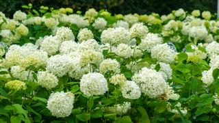 Blooming smooth hydrangeas bushes