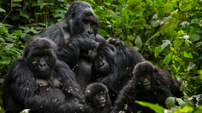 The Bageni family of gorillas in a sector of Virunga National Park, on August 6, 2013 in Bukima, DR Congo.