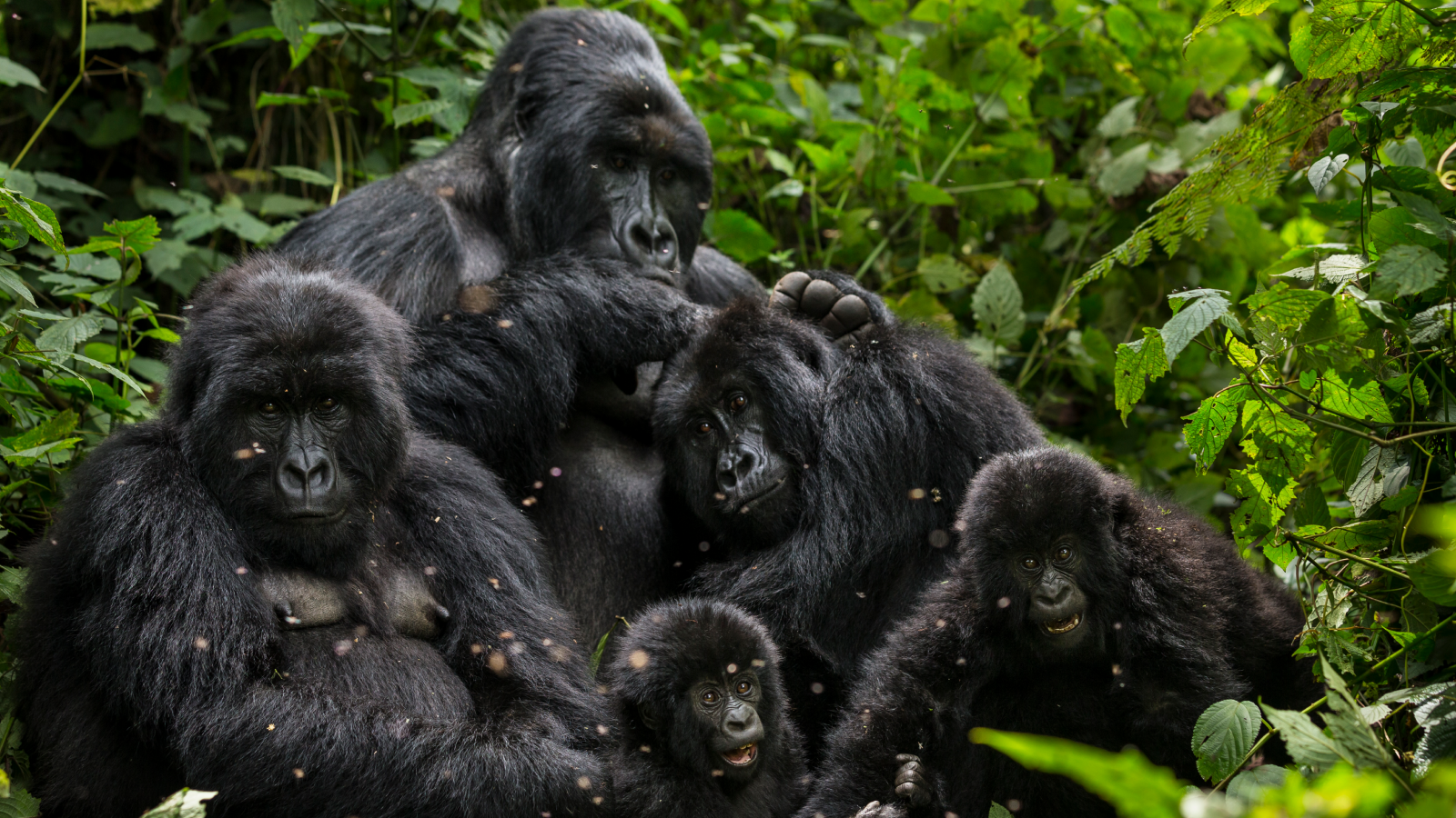 The Bageni family of gorillas in a sector of Virunga National Park, on August 6, 2013 in Bukima, DR Congo.