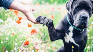 Cane corso dog sitting in summer meadow giving paw to its human