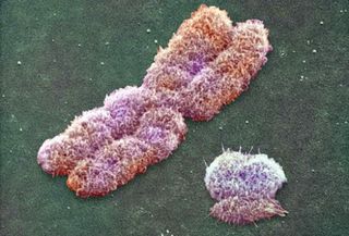The X and Y chromosomes