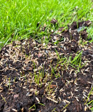 Close-up of freshly sown grass seed on bare patch of lawn