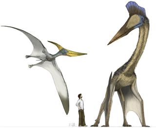 Pteranodon, Flying Reptile, Late Cretaceous, Pterosaur