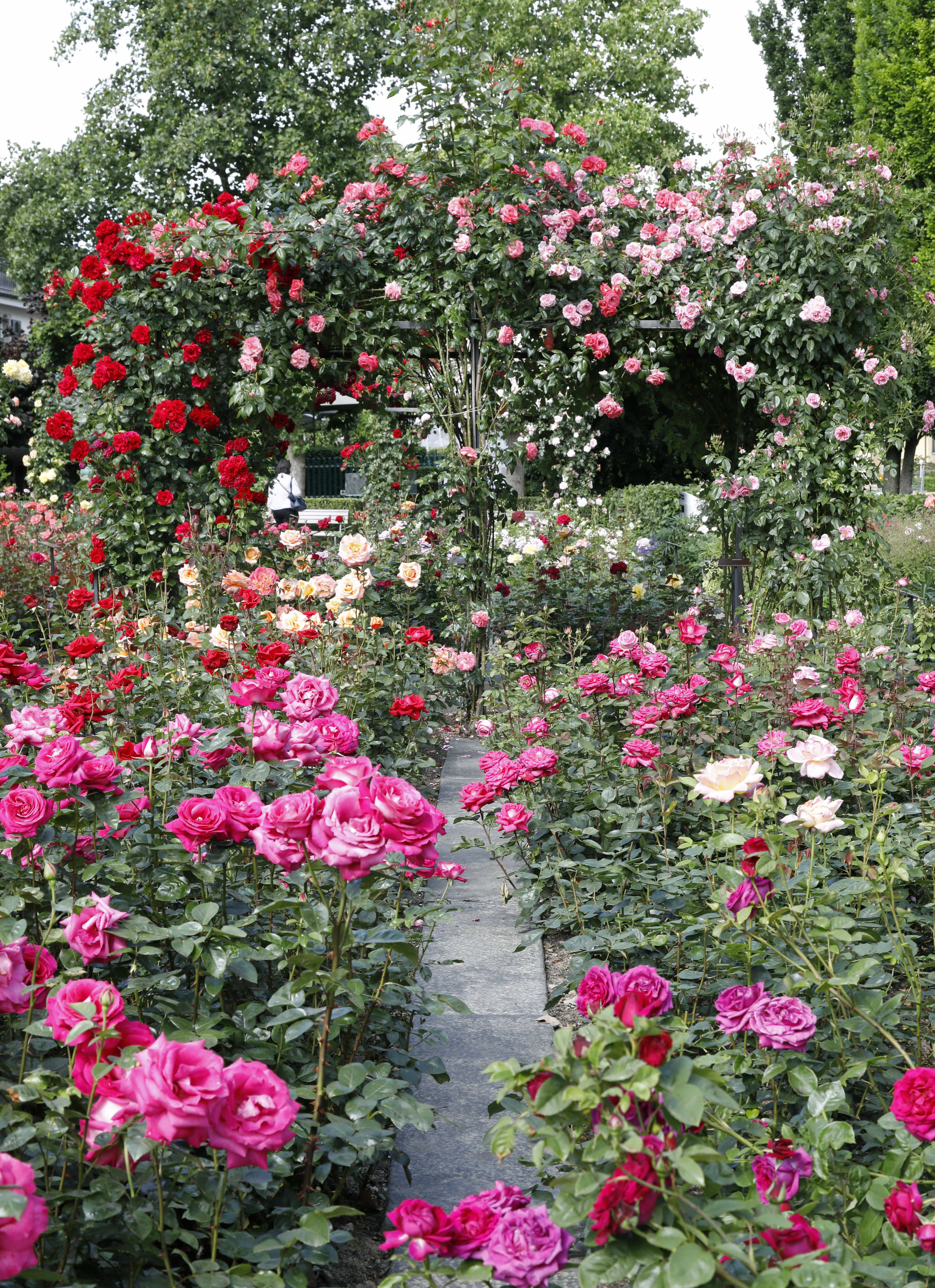 Roses in a pretty medieval town on a lake